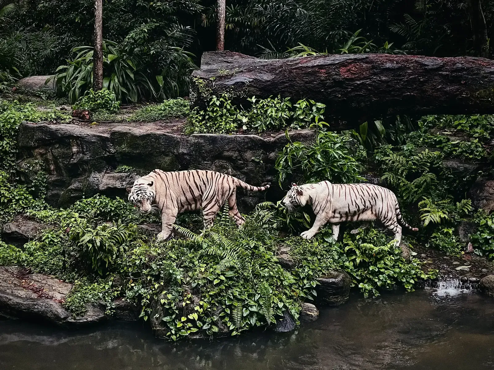 Zoo in Singapur