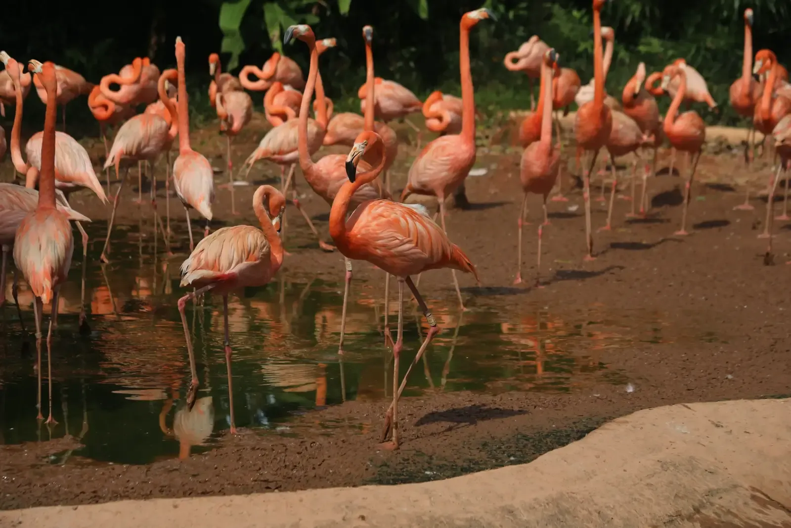 Vögel im früheren Jurong Bird Park