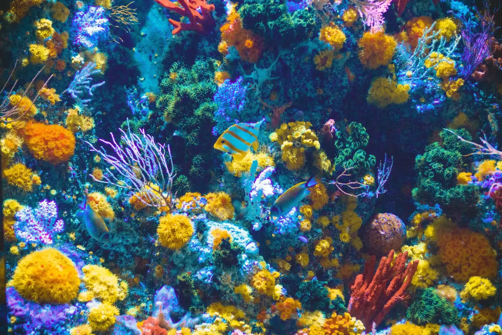 Unterwasserwelt im früheren S.E.A. Aquarium auf Sentosa